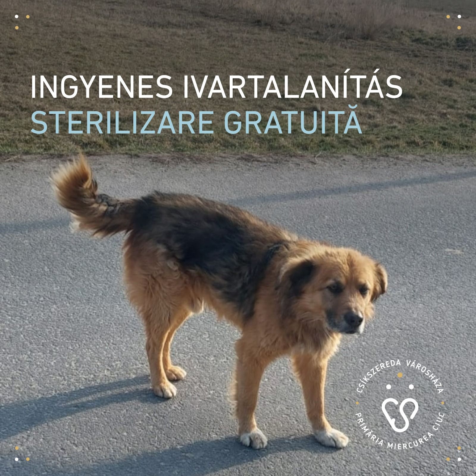 Kutyak Ivartalanitas